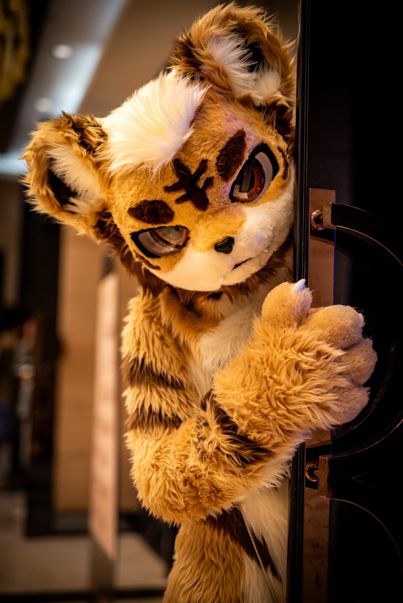 #FurryFriday 你的小可爱突然出现（？）