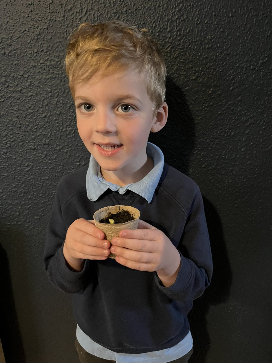 katymilesx's tweet photo. @ByronSchool Noah’s sunflower has a little sprout 🌻 https://t.co/7cHsw7yfU2