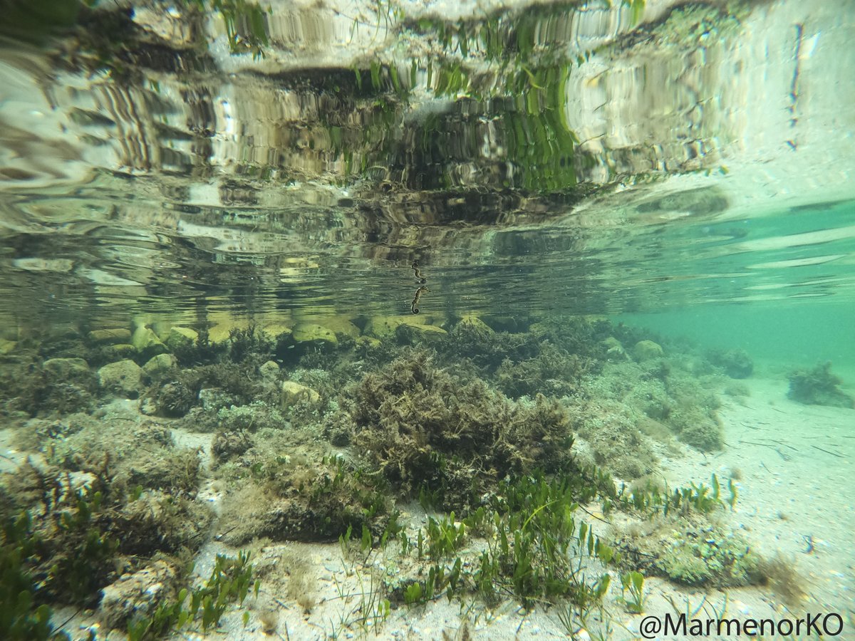 #Marmenor 15/05/25 😍
Bonito acuario este. Aguas limpias y transparentes, con tonos turquesa, sobre un fondo de arena blanca, donde el ecosistema florece en perfecta armonía. Si os fijáis en el centro de la imagen, veréis a un caballito de mar nadar con elegancia.