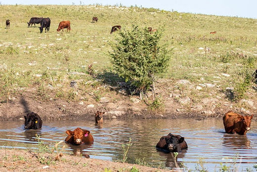 feedlotmagazine's tweet photo. A general #guideline is that lactating #cows need two #gallons of #water per 100 pounds of bodyweight per day. #Bulls and dry cows need one to one and a half gallons of water per 100 pounds per day.
https://t.co/BegqUWvSmR https://t.co/oBTCsT2L3g