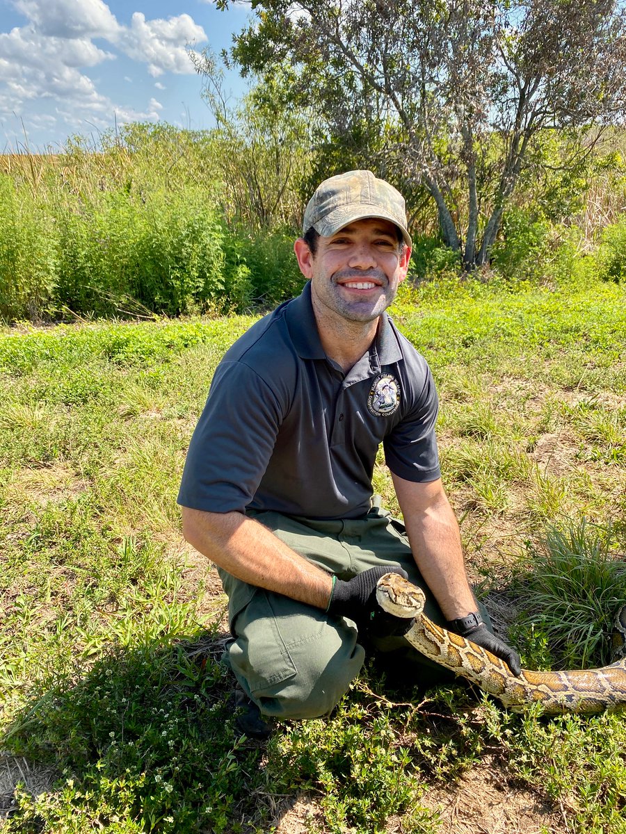 MyFWC's tweet image. Big news: big #pythons, big prizes, big #conservation! The Florida Python Challenge™ is back for 2025, running July 11-20. Learn more and register: flpythonchallenge.org #Everglades