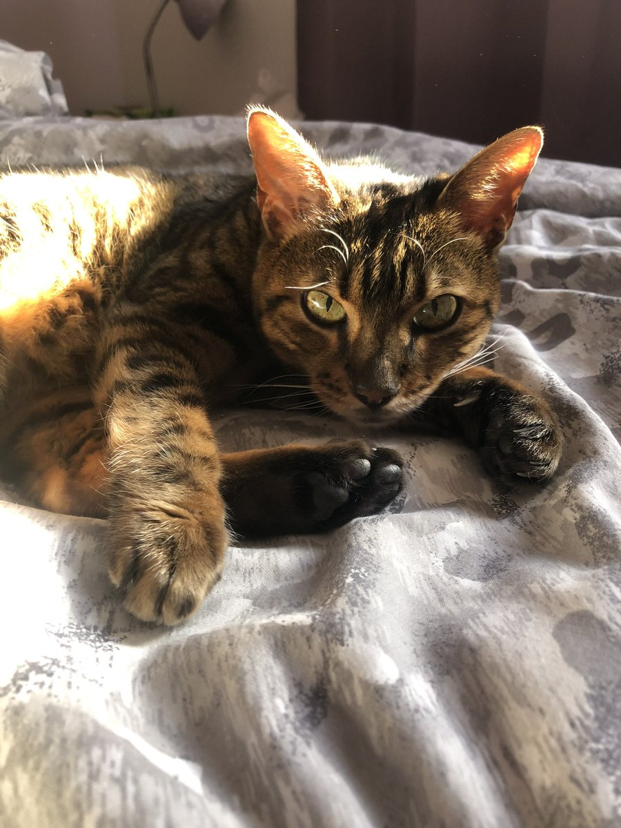 What a lovely sunny day for Marley’s 15th birthday. Happy birthday, beautiful girl ❤️❤️. Hope all your days were as full of sun puddles, cuddles and lovely treats as Marley’s had been today. Jx