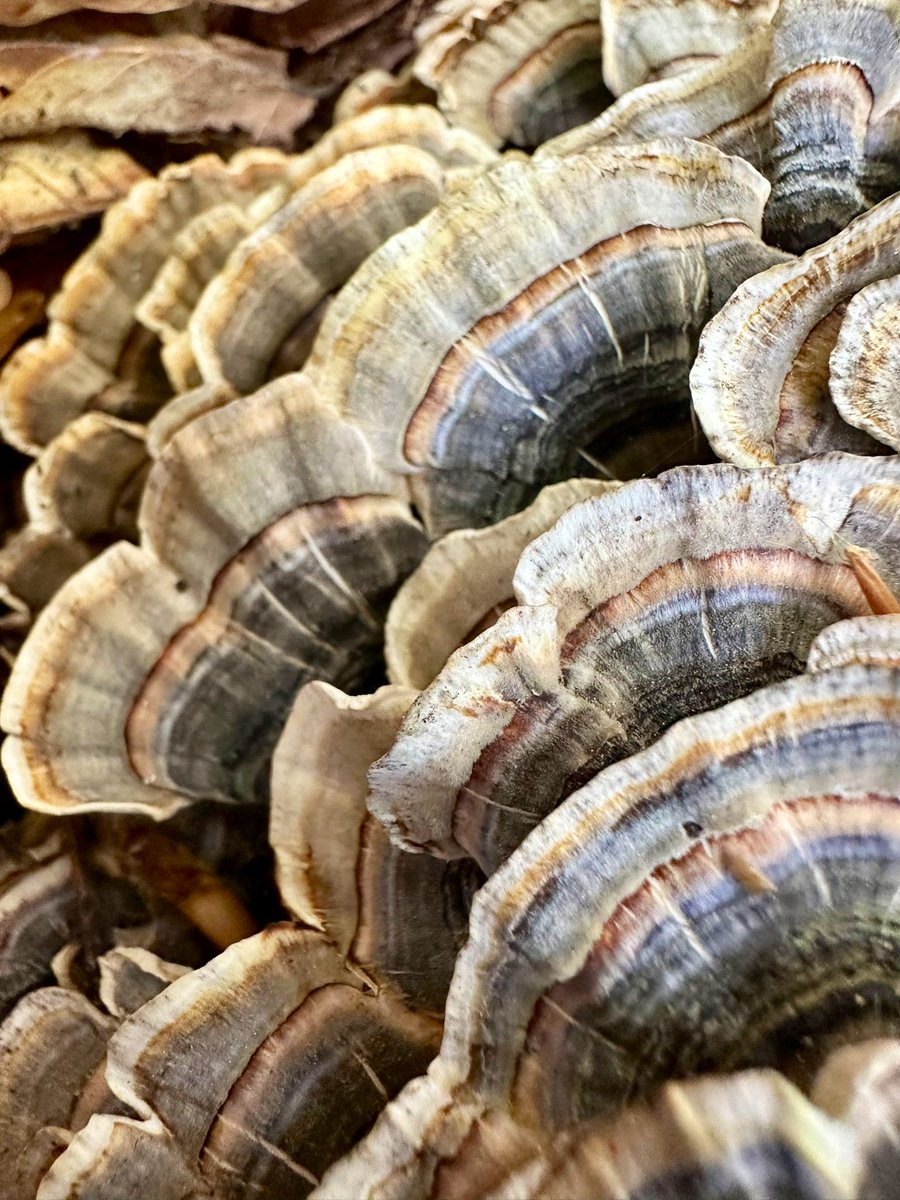ikar0sc's tweet photo. Tail... I'm a big fan
#MushroomOfTheDay
#TurkeyTailThursday https://t.co/JZzgpXDay6