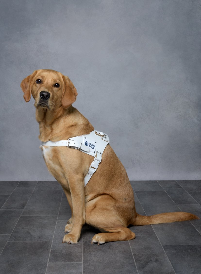 Peter Lockhart (@epl1970) on Twitter photo Biscuits ‘graduation’ pic has arrived.
She’s a 🌟
<a href="/weeman/">weeman</a> <a href="/guidedogsni/">Guide Dogs NI</a> <a href="/blindspringbok/">Diane Marks</a> <a href="/iamfifig/">FiFi Garrett</a> <a href="/CllrGlennBarr/">Glenn Barr</a> <a href="/taramillstv/">Tara Mills</a> <a href="/AnnMarieCFoster/">Ann-Marie Foster</a> <a href="/AMWallace_NI/">Anne-Marie Wallace</a> <a href="/gymforthesoul/">Jim Deeds</a> <a href="/WeatherCee/">Cecilia Daly</a>
<a href="/DianeDoddsMLA/">Diane Dodds</a> <a href="/RobinNewton4MLA/">Robin Newton MBE #LucysLaw4NI</a> <a href="/RobbieButlerMLA/">Robbie Butler MLA</a> <a href="/stephenblevins9/">Stephen Blevins</a> Biscuits ‘graduation’ pic has arrived.
She’s a 🌟
<a href="/weeman/">weeman</a> <a href="/guidedogsni/">Guide Dogs NI</a> <a href="/blindspringbok/">Diane Marks</a> <a href="/iamfifig/">FiFi Garrett</a> <a href="/CllrGlennBarr/">Glenn Barr</a> <a href="/taramillstv/">Tara Mills</a> <a href="/AnnMarieCFoster/">Ann-Marie Foster</a> <a href="/AMWallace_NI/">Anne-Marie Wallace</a> <a href="/gymforthesoul/">Jim Deeds</a> <a href="/WeatherCee/">Cecilia Daly</a>
<a href="/DianeDoddsMLA/">Diane Dodds</a> <a href="/RobinNewton4MLA/">Robin Newton MBE #LucysLaw4NI</a> <a href="/RobbieButlerMLA/">Robbie Butler MLA</a> <a href="/stephenblevins9/">Stephen Blevins</a>