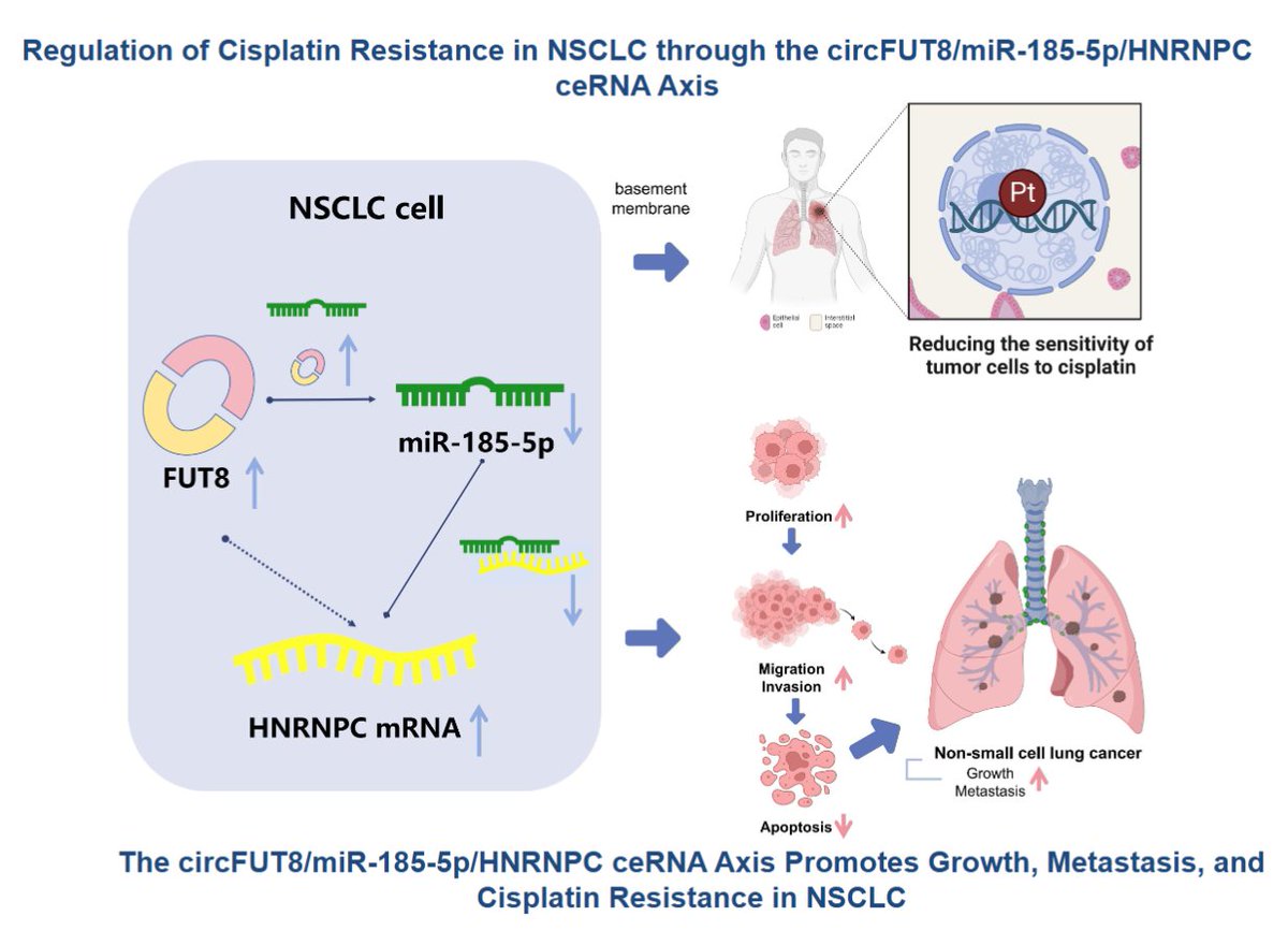 There's some amazing lung #cancer research available for everyone to check out in this #OpenAccess #ArticleinPress, Epigenetic Modulation of Cisplatin Sensitivity by the M6A-Linked ceRNA Network in Non-Small Cell Lung Cancer (Qi Wang et al.):

ow.ly/eYp550VTegs
