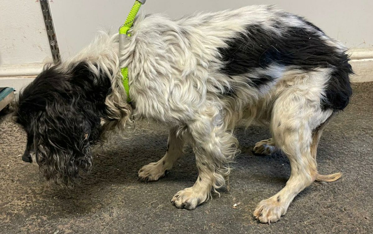 Please retweet, could all councils load stray dogs onto one website daily? #UK. Then if your dog was stolen in London and dumped in Scotland you could find him instantly instead of trying to contact every council pound in the UK within 7 days, as that is when they can be PTS or