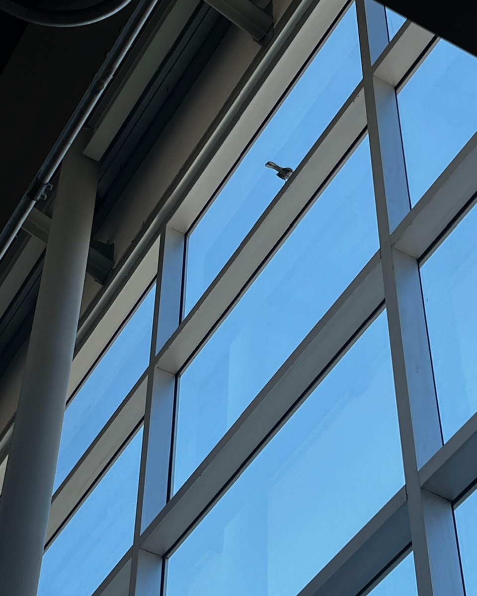 MeridianBird's tweet image. Spotted a bird at your facility? Submit a report fast 📝➡️ bit.ly/3PthIMd #BirdControl
#FlockingBehavior #BirdControl #FacilityManagement #CommercialBuildings