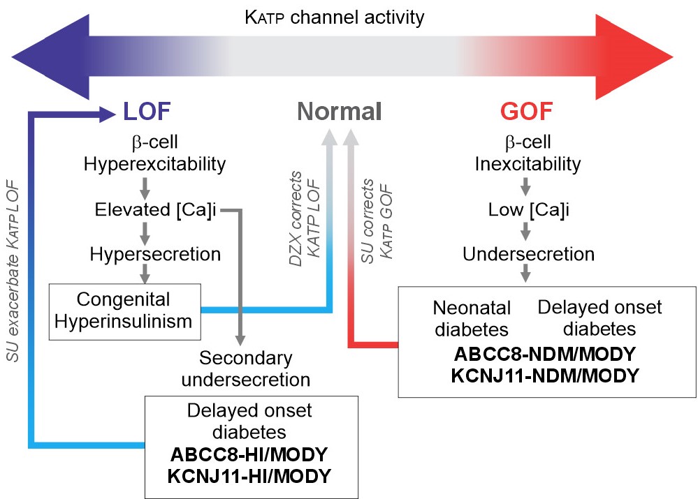 Diabetes, a research journal of the ADA 🧪 (@diabetes_ada) on Twitter photo Paradoxical maturity-onset diabetes of the young (MODY) arising from loss-of-function mutations in ATP-sensitive potassium channels
Read Here➡️ diabetesjournals.org/diabetes/looku…
<a href="/ADA_Pubs/">ADA Professional Publications</a> Paradoxical maturity-onset diabetes of the young (MODY) arising from loss-of-function mutations in ATP-sensitive potassium channels
Read Here➡️ diabetesjournals.org/diabetes/looku…
<a href="/ADA_Pubs/">ADA Professional Publications</a>