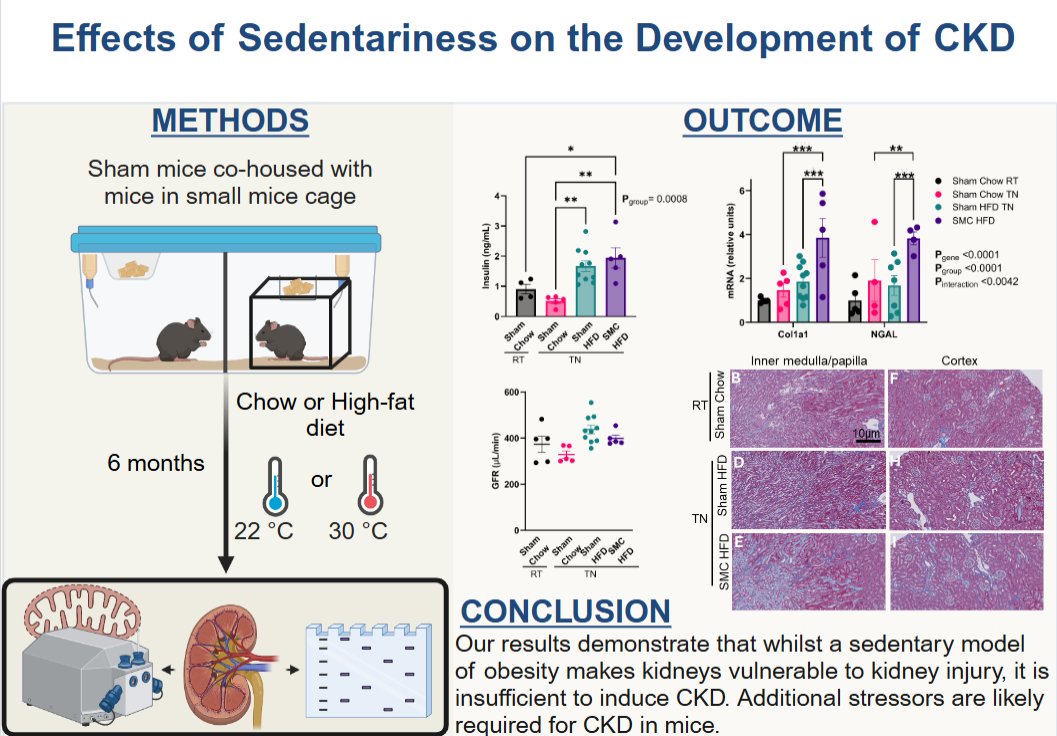 AJP Renal (@ajprenal) on Twitter photo How does #obesity affect kidney disease? Let's find out in this #OpenAccess #ArticleinPress from <a href="/UUtah/">University of Utah</a>, Combined sedentarism and high-fat diet induce early signs of kidney injury in C57BL/6J mice (Precious C. Opurum et al.):
ow.ly/kzlt50VTfeu How does #obesity affect kidney disease? Let's find out in this #OpenAccess #ArticleinPress from <a href="/UUtah/">University of Utah</a>, Combined sedentarism and high-fat diet induce early signs of kidney injury in C57BL/6J mice (Precious C. Opurum et al.):
ow.ly/kzlt50VTfeu