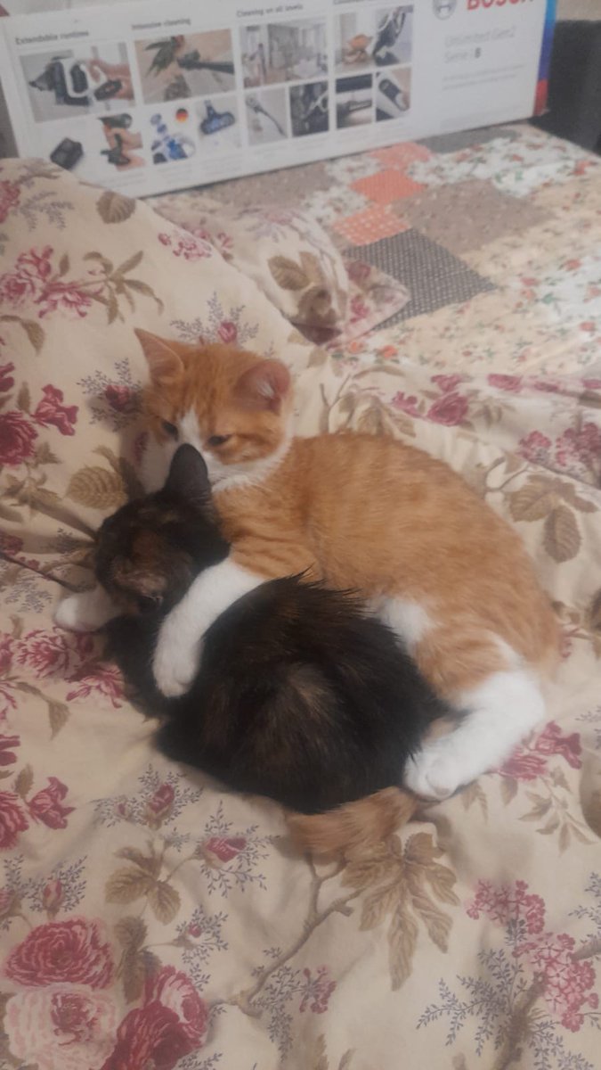 lemonnedaa's tweet photo. Merhaba, sarman olan erkek, üç renkli olan dişi, iç ve dış parazitleri yapıldı. Üç aylıklar, ev ortamında büyüdüler, sokakta yapamazlar. Kalıcı yuva arıyorlar. 🙏🏻🍀💝
İletişim:05357763907
Konum: İstanbul https://t.co/wxBaQDHnwv