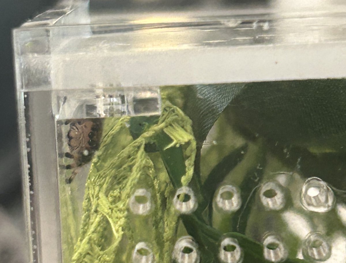 Ellie 🤖🤍 Minibot tweet media