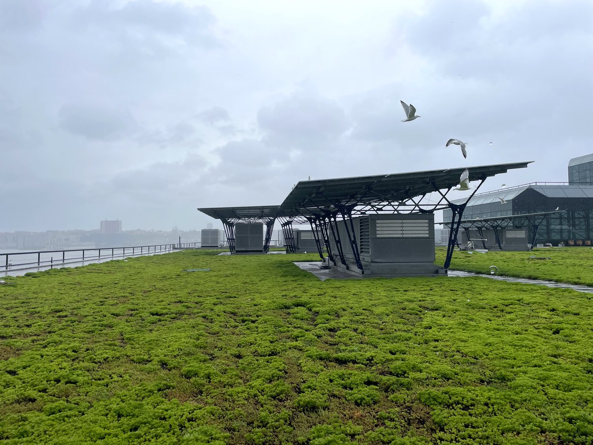 All this rain makes us #grateful for #greenroofs! 💚
Green roofs are urban oases that help mitigate heavy rainfall by absorbing and retaining stormwater. They act as natural sponges, reducing the burden on our city’s drainage systems. 💦