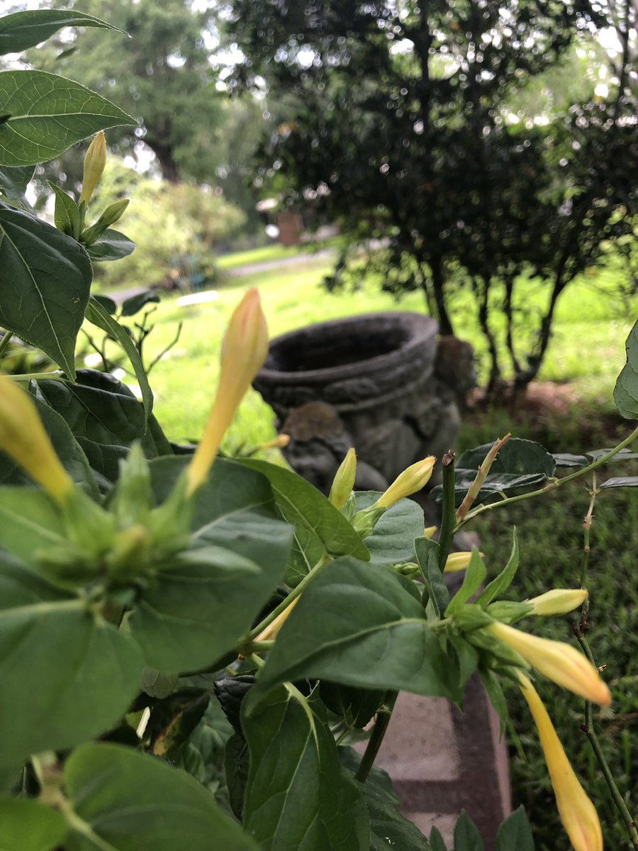 JackpotNick's tweet photo. Old-fashioned faves #fouroclocks💕 these are yellow but they can be found in other colors too https://t.co/NMZmkWMPOo