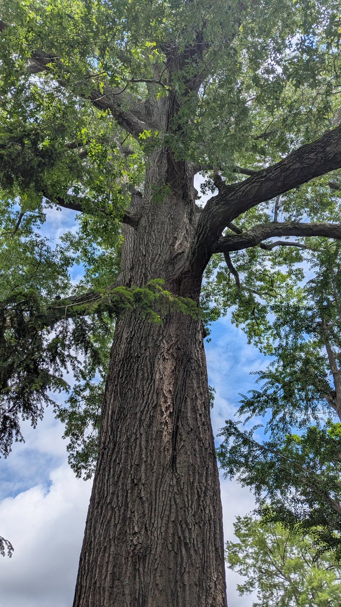 Sol4tr33s's tweet image. What do you think it's like to stand in the same place for 300 years?

The same place you were born in and that you will die in.