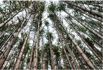 MSU AgBioResearch (@msuagbio) on Twitter photo AgBioResearch and <a href="/MSU_Forestry/">MSU Forestry</a> scientist Jeremy Johnson has received a $500K grant from <a href="/MichiganDNR/">Michigan Department of Natural Resources</a> to explore assisted tree migration as a way to protect the future productivity of Michigan forests.
READ: canr.msu.edu/news/msu-resea… AgBioResearch and <a href="/MSU_Forestry/">MSU Forestry</a> scientist Jeremy Johnson has received a $500K grant from <a href="/MichiganDNR/">Michigan Department of Natural Resources</a> to explore assisted tree migration as a way to protect the future productivity of Michigan forests.
READ: canr.msu.edu/news/msu-resea…