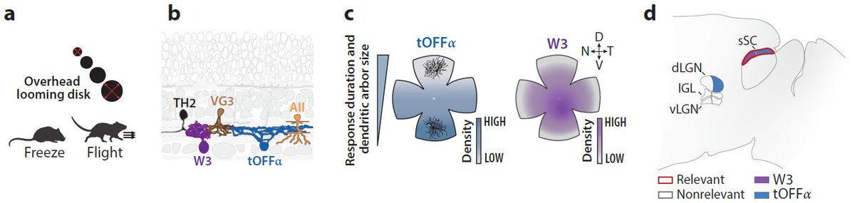 Katrin Franke (@kfrankelab) on Twitter photo 65 years after Lettvin’s bug detector neurons in the frog retina, we revisit how the retina drives behavior—from reflexes to prey capture to brain-state modulation
New review with <a href="/AnnaIntegrated/">Anna Vlasits</a> & Serena Riccitelli in Annual Review of Vision Science 👇
tinyurl.com/ymp3vs4d 65 years after Lettvin’s bug detector neurons in the frog retina, we revisit how the retina drives behavior—from reflexes to prey capture to brain-state modulation
New review with <a href="/AnnaIntegrated/">Anna Vlasits</a> & Serena Riccitelli in Annual Review of Vision Science 👇
tinyurl.com/ymp3vs4d
