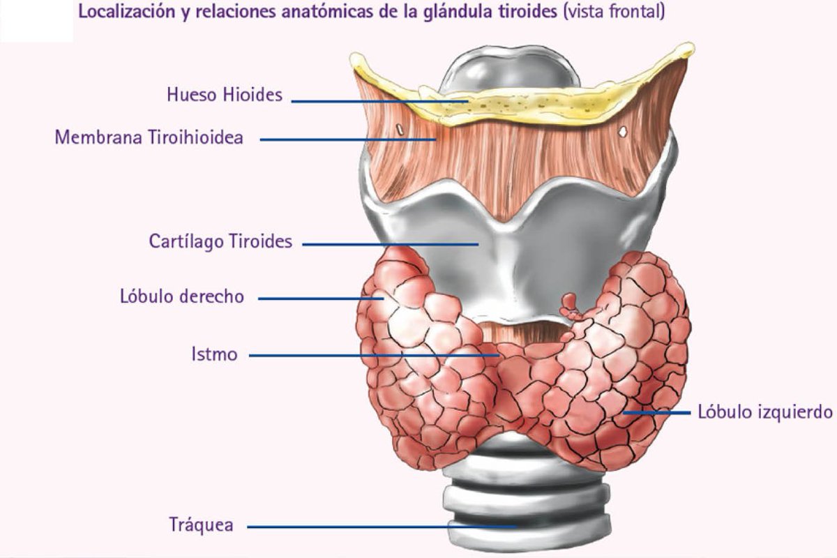 LA TIROIDES 

La clave para desbloquear tu metabolismo, humor, energía y bienestar intestinal. 

Esta es la GUÍA DEFINITIVA sobre la tiroides para que puedas optimizarla: