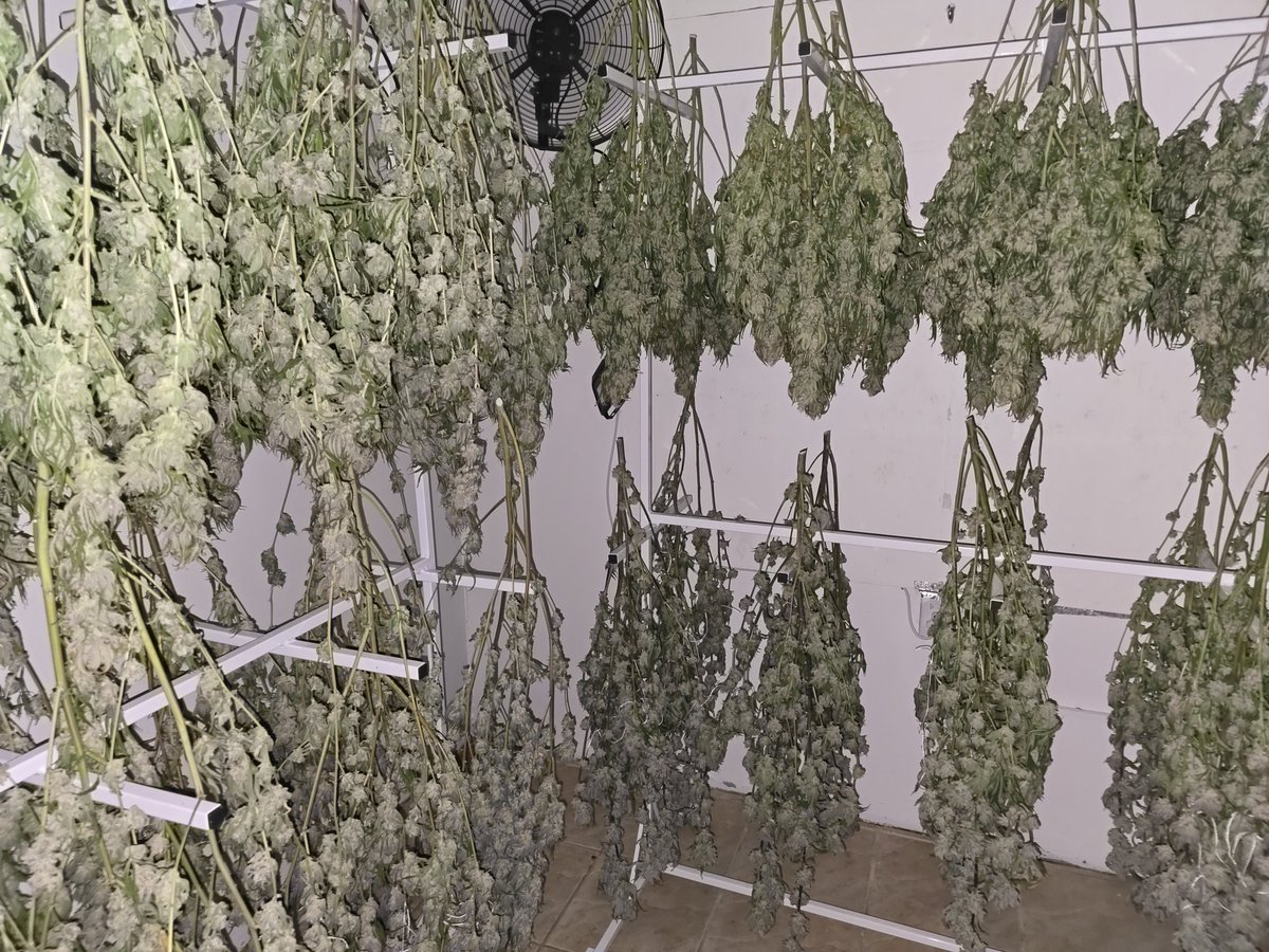 The part we all look forward to after months of patience and care. Harvest and drying. As cold as possible and 60% RH as we head towards the finish line 🏁