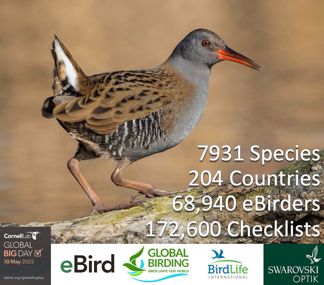 Global Birding (@global_birding) on Twitter photo 🦆 Incredible Global Big Day results
🏆 New world records yet again
✅ 7931 Species
🌍 204 Countries
🙏🏽 Massive thanks to all involved
👉Full results & report from eBird
💻 ebird.org/news/global-bi…
💚Help <a href="/BirdLife_News/">BirdLife International</a> too
🕊️ birdlife.org/getcounting/
#birdsuniteourworld 🦆 Incredible Global Big Day results
🏆 New world records yet again
✅ 7931 Species
🌍 204 Countries
🙏🏽 Massive thanks to all involved
👉Full results & report from eBird
💻 ebird.org/news/global-bi…
💚Help <a href="/BirdLife_News/">BirdLife International</a> too
🕊️ birdlife.org/getcounting/
#birdsuniteourworld