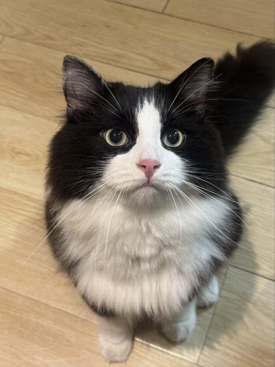 DailyCatsShare's tweet photo. This green-eyed kitty might just be sending you some good vibes!
#thursdayvibes https://t.co/8Ut6WPxqtH