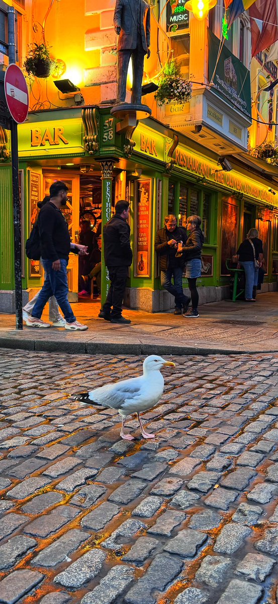 GolFlexxion's tweet photo. Dublin is Ireland’s version of Nashville but with WAY better beer options.  Does anyone work on Fridays?? Also, the Seagulls give zero F’s #Aggressors https://t.co/50iO4CKkVd