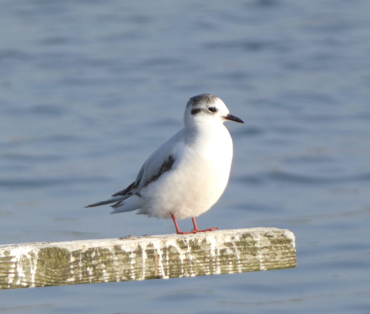 Steve Groves (@swannerysteve) on Twitter photo One (2cy) Little Gull still around the tern island <a href="/DorsetSwannery/">Abbotsbury Swannery</a> this evening, two still this morning. <a href="/Joe_stockwell/">Joe Stockwell</a> <a href="/CWPhoto11/">Charlie Wheeler Photography</a> <a href="/kbutler1978/">kevin butler</a> <a href="/DorsetBirdClub/">Dorset Bird Club</a> One (2cy) Little Gull still around the tern island <a href="/DorsetSwannery/">Abbotsbury Swannery</a> this evening, two still this morning. <a href="/Joe_stockwell/">Joe Stockwell</a> <a href="/CWPhoto11/">Charlie Wheeler Photography</a> <a href="/kbutler1978/">kevin butler</a> <a href="/DorsetBirdClub/">Dorset Bird Club</a>