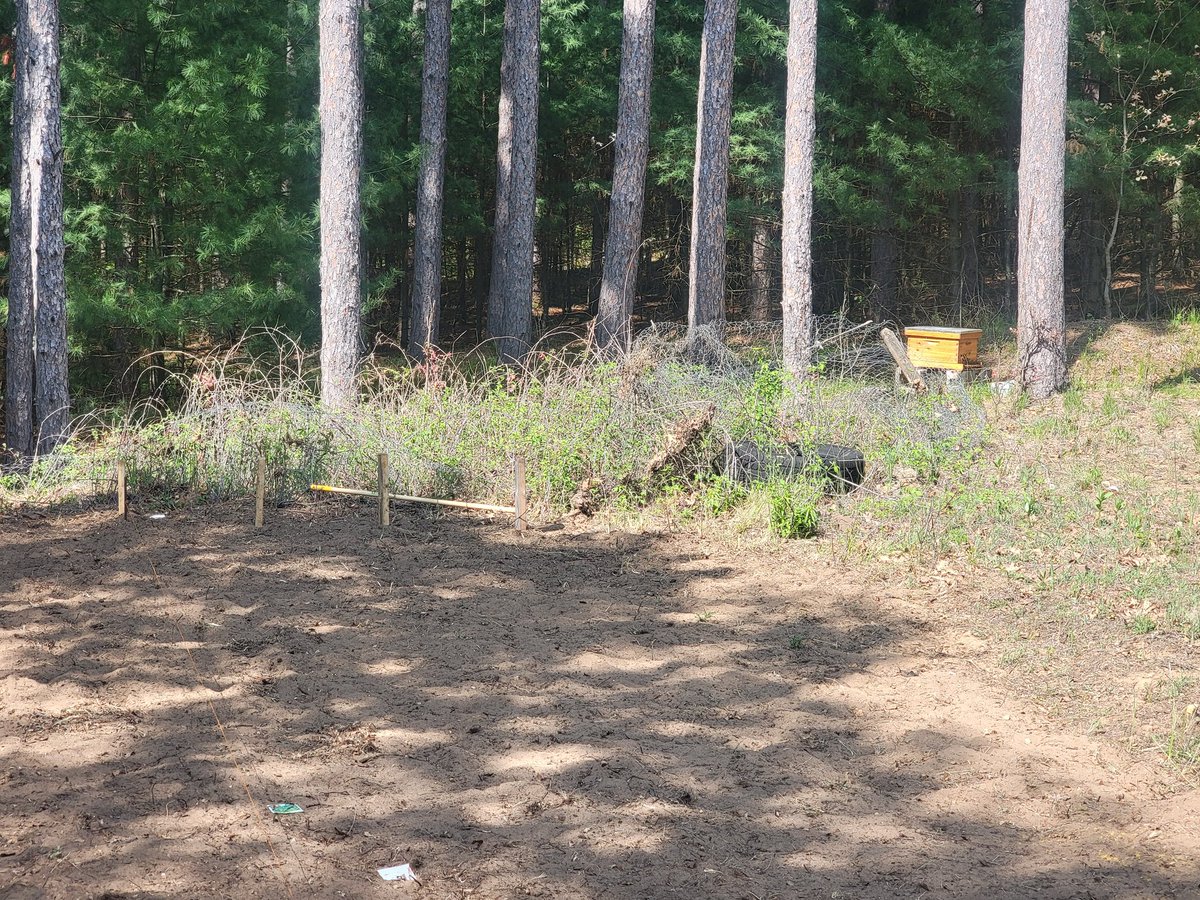 SilverGoldHoney's tweet image. Hive setup at the new HQ is looking solid. 🐝 Nestled beside the garden, the bees have plenty to explore, and they’re off to a strong start. Silver Gold Honey Co. is buzzing right along.

Follow along for more sweet updates this season!