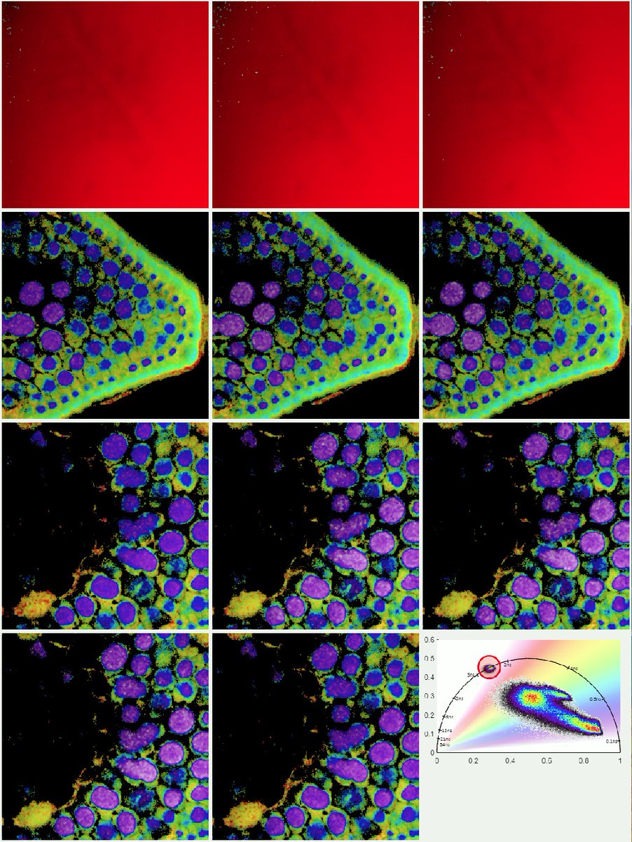 FLIM LABS (@flimlabs) on Twitter photo 2PE FLIM on a Stone Pine Needle Sample captured using #OptiSlides’s sample and <a href="/LukasKrainer13/">Lukas Krainer</a>'s <a href="/ProspectiveInst/">Prospective Instruments</a> MPC Multiphoton Microscopy Platform
FLIM LABS FLIM hardware + FLIM-phasors analysis by #GSLab software
#FluorecenceFriday #FLIM #MultiphotonMicroscopy #BioImaging 2PE FLIM on a Stone Pine Needle Sample captured using #OptiSlides’s sample and <a href="/LukasKrainer13/">Lukas Krainer</a>'s <a href="/ProspectiveInst/">Prospective Instruments</a> MPC Multiphoton Microscopy Platform
FLIM LABS FLIM hardware + FLIM-phasors analysis by #GSLab software
#FluorecenceFriday #FLIM #MultiphotonMicroscopy #BioImaging