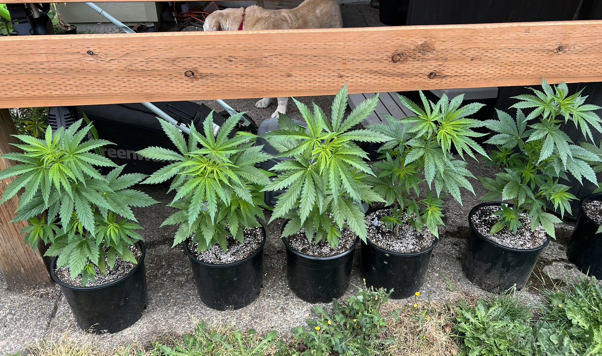 cascadia_seeds's tweet image. Kona Gold outdoor run is in full swing. Let’s see how these wet climate lovers do with a hot and dry PNW summer.