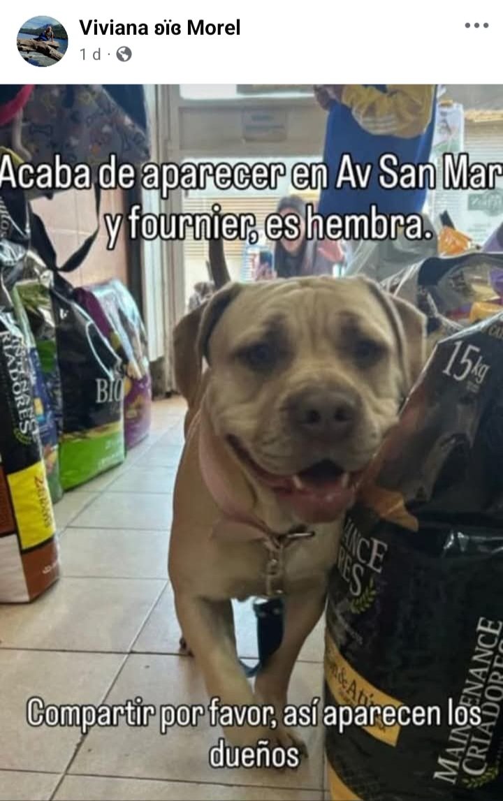 Perros de Merlo (@perrosdemerlo) on Twitter photo 