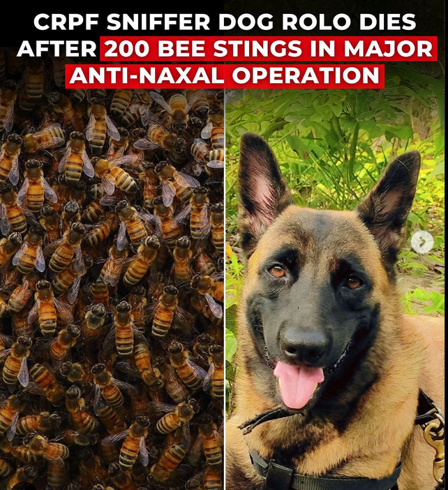 WokePandemic's tweet photo. CRPF Dog Rolo Dies after Stung 200 Times By Swarm Of Bees During Anti-Maoist Operation 💔 https://t.co/R4CCnoXnFZ