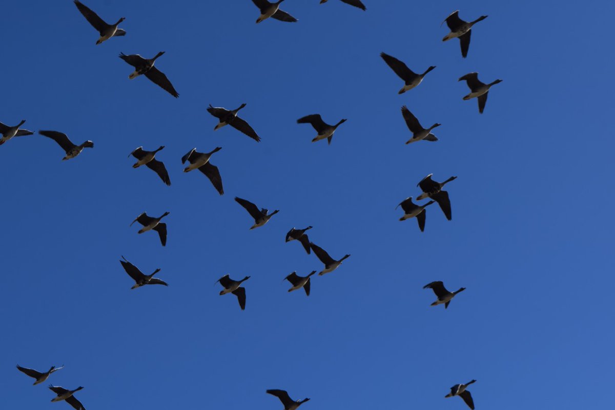 RaickXavier's tweet image. This past weekend was Global Big Day, an annual celebration that engages tens of thousands of participants around the world in a love of nature and the critical practice of participatory science. Team Sapsucker—including our team in Alaska. 660+ checklists and nearly 500 species.