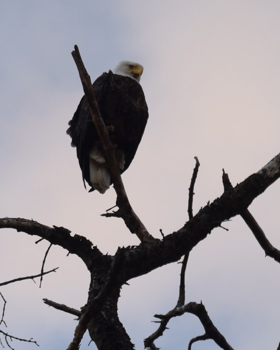 RaickXavier's tweet image. This past weekend was Global Big Day, an annual celebration that engages tens of thousands of participants around the world in a love of nature and the critical practice of participatory science. Team Sapsucker—including our team in Alaska. 660+ checklists and nearly 500 species.