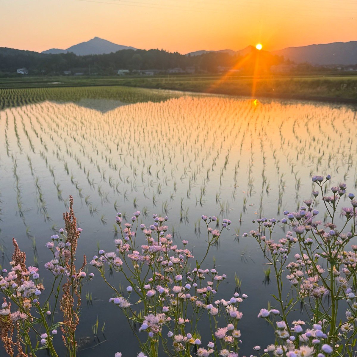 Orion3sta's tweet photo. 田植え後の田んぼと筑波山の落日 https://t.co/xTa0mKoxTW