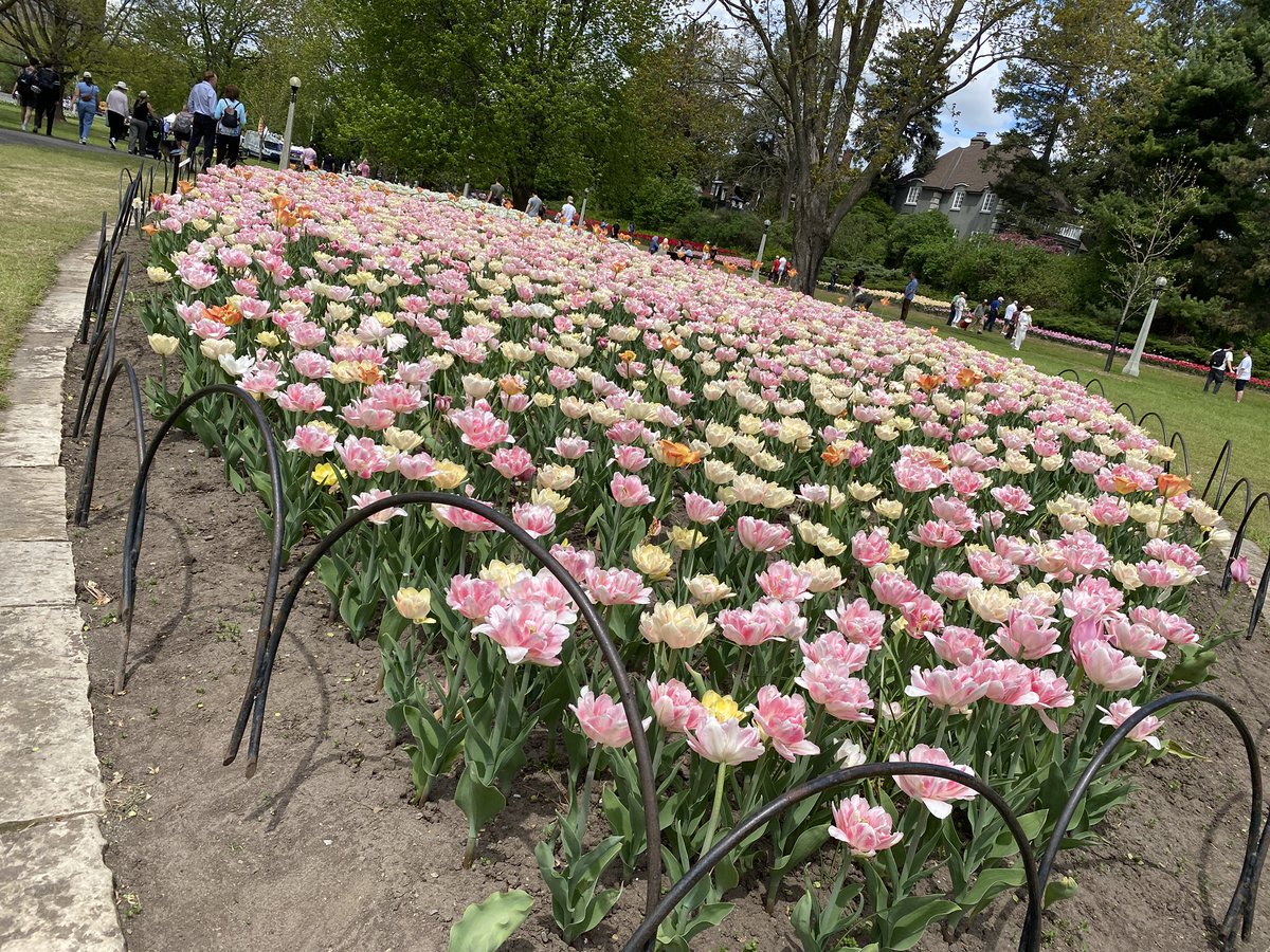 scottsearle's tweet photo. Thrilled to visit the @CdnTulipfest with Grade 10 History and Religion students. It is one of the best parts of living in Ottawa and I was lucky to share it with @ImmaculataOCSB students. #WhyMac https://t.co/issK6rLk1M