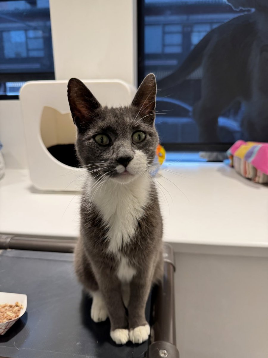 Lin668001's tweet image. I hope these little animals have a place to sleep