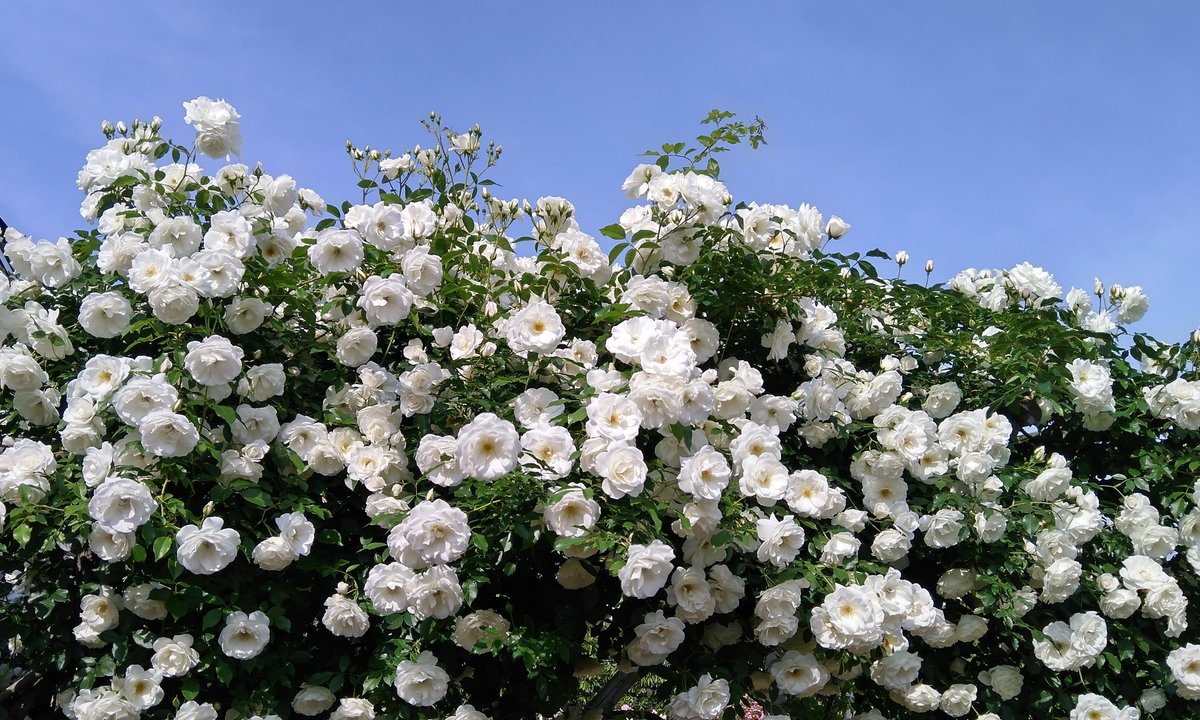mdrigrs's tweet image. 2年ぶりの京成バラ園 (5/13)

#京成バラ園 #KeiseiRoseGarden