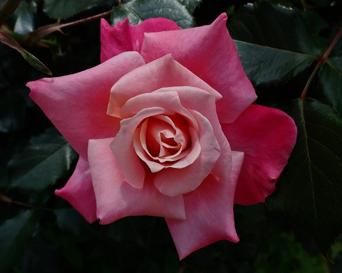 mdrigrs's tweet image. 2年ぶりの京成バラ園 (5/13)

#京成バラ園 #KeiseiRoseGarden
