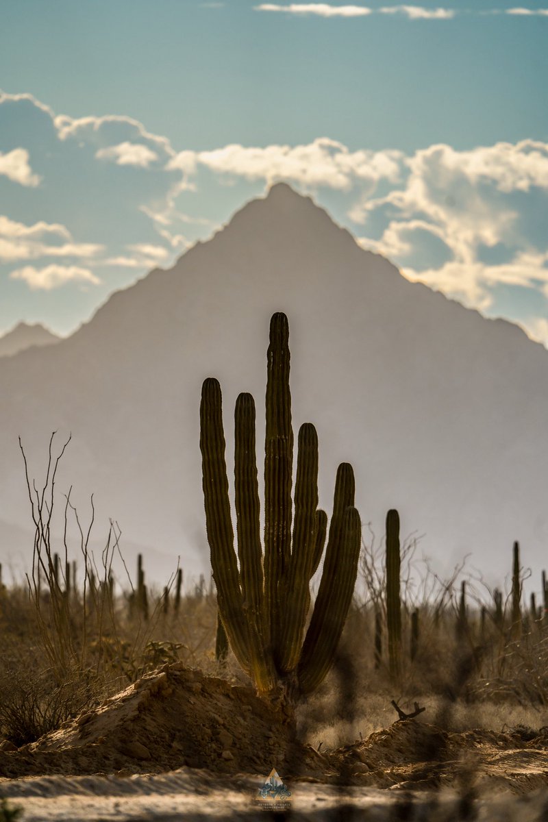 Desierto de Sonora. ❤️