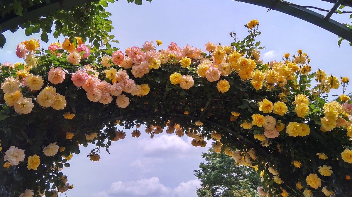 mdrigrs's tweet image. 2年ぶりの京成バラ園 (5/13)

#京成バラ園 #KeiseiRoseGarden