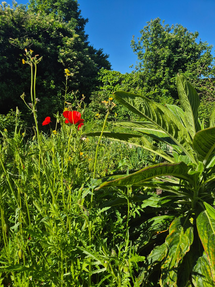 pearsehort's tweet photo. A quick peek at our grounds in between correcting and grading students work #BlessedAndGrateful https://t.co/dh2D5YFbCW
