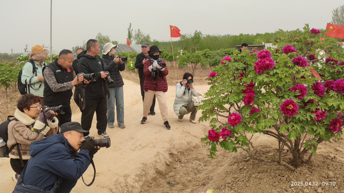 Peony Group tweet media