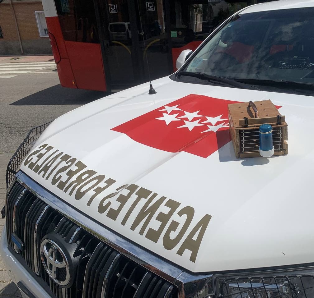 112cmadrid's tweet photo. 🐦 Los #AgentesForestalesCM interceptan a una persona con dos jilgueros sin la documentacion acreditativa.

📍 Alcalá de Henares.

📝 Se formula denuncia y son puestos en libertad.

🙅 La captura, tenencia o tráfico de fauna silvestre sin autorización está prohibida.

#ASEM112 https://t.co/xI8ERB4Jnm