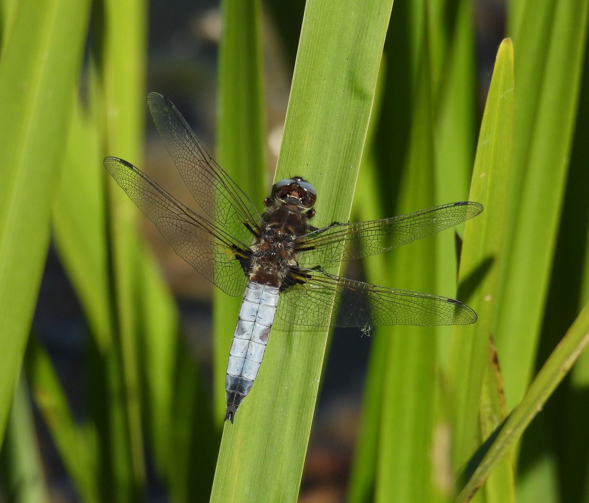 Steve Waite tweet media