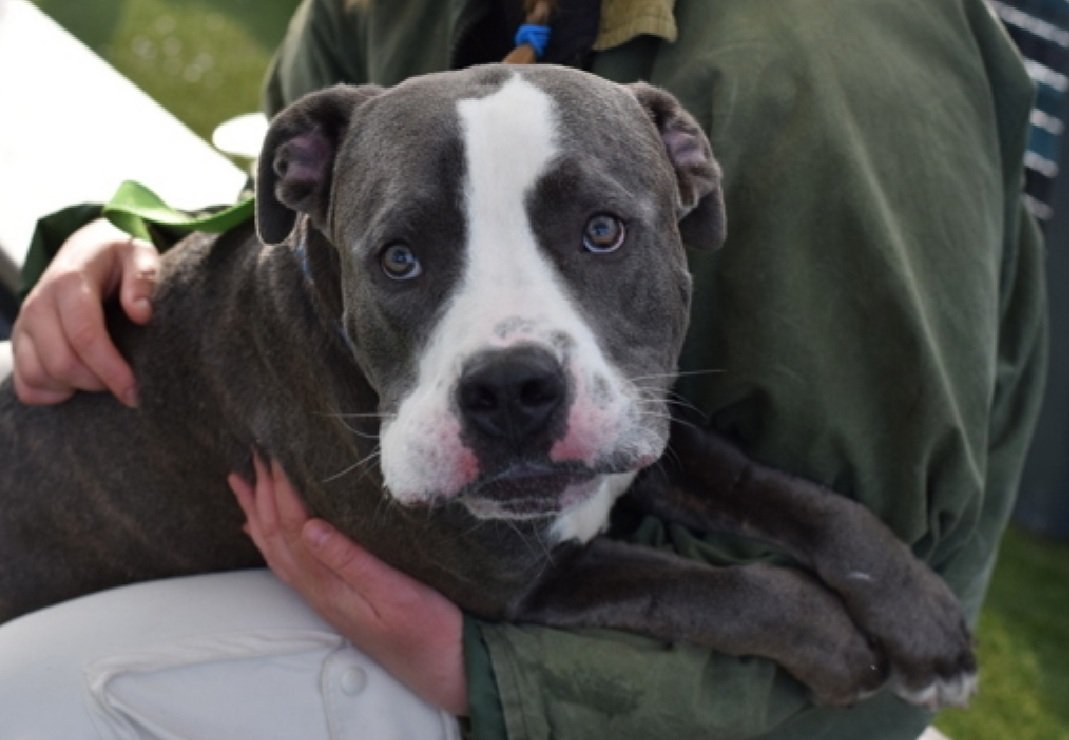 MyBoxerLuvMac1's tweet photo. 💔Mojito💔
#NYCACC #221225 3y
▪️KILL COMMAND ❗️ 

Precious sweetie's💔, found wandering alone, brought in by NYPD.
Friendly boy w waggy tails here 2 long, rebounding off cell walls.
Deserves loving, adult only, (kids 13+), N.East #Foster/#Adopter, 2 decompress + realize his treasures won't be taken.
DM @CathyPolicky
Pls #Pledge
💞M

https://t.co/agZ6v40u2k
