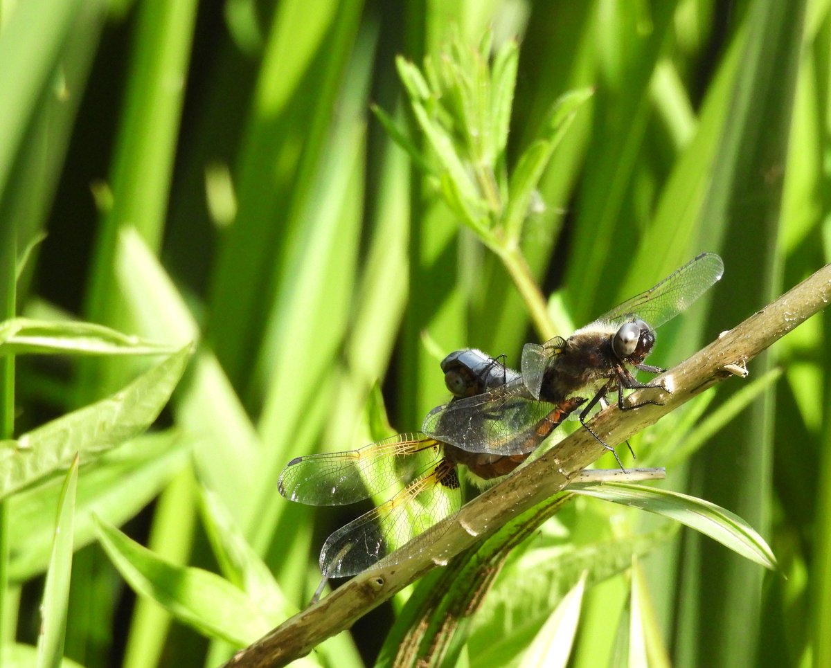 Steve Waite tweet media