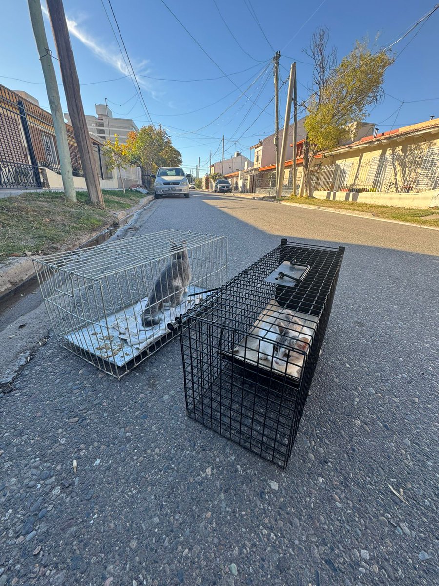 andreaferraciol's tweet photo. #ProgramaCEAF 🐈⬛
🐈 Se esterilizaron y vacunaron con dosis Antirrábica a cuatro gatas ferales de colonias de #AreaCentro y #BarrioElProgreso
#BienestarAnimal @GiovanettL @DDHH_RI_CI @munineuquen https://t.co/PqawNtNxUA