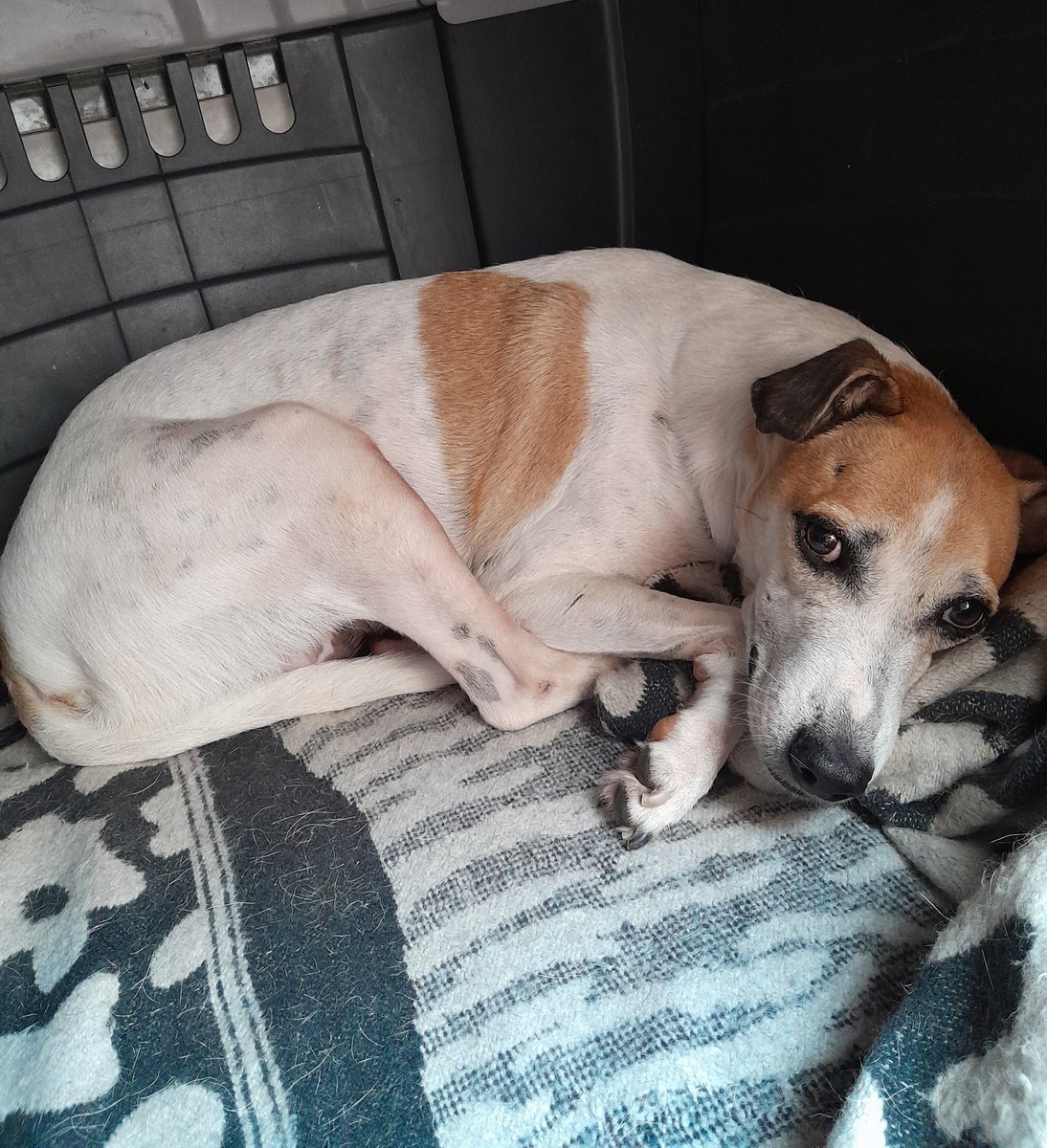vermaxxime's tweet photo. ⚠️ Pedido de ajuda para o Branco

O Branco é um cachorrinho resgatado que foi diagnosticado com TVT (tumor venéreo transmissível) que ele pegou cruzando com outra cadela. O tratamento é apenas com quimioterapia e dura de 4 a 6 sessões para curar (+) https://t.co/dTzpYAbmqx