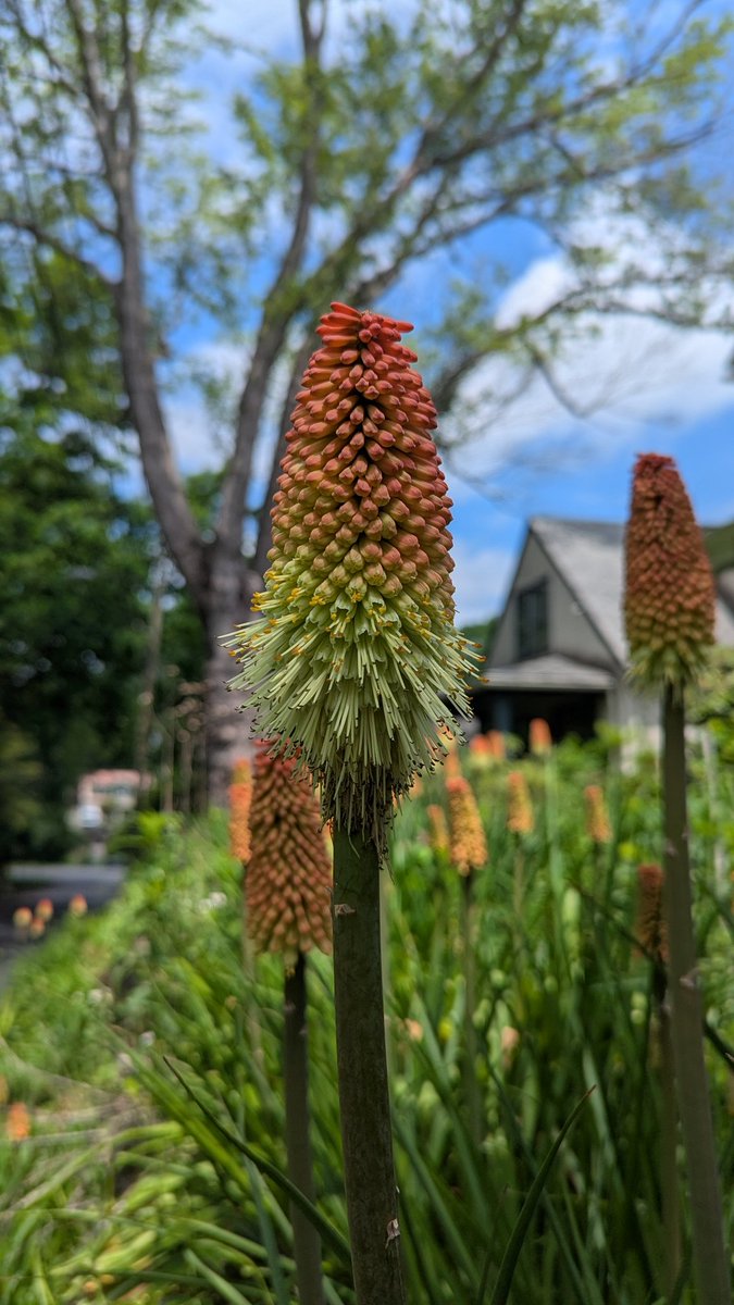 Sol4tr33s's tweet image. Red hot pokers are from South Africa, I had no idea!
Earth is full of so many unique and beautiful plants.