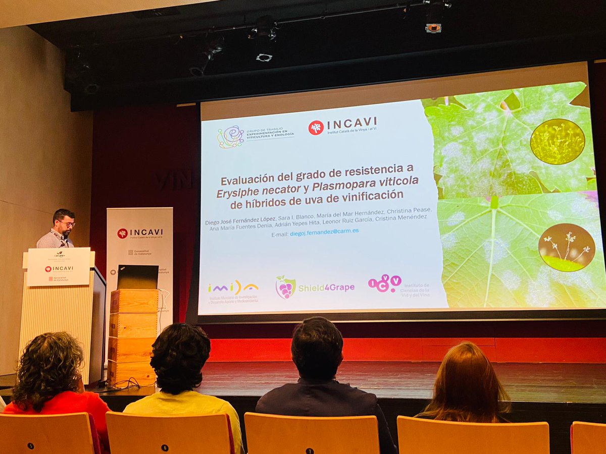 <a href="/shield4grape/">Shield4grape</a>  at #GTEVE2025!

<a href="/imida_murcia/">IMIDA Murcia</a>  &amp; <a href="/icvv_rioja/">Instituto de Ciencias de la Vid y del Vino (ICVV)</a>  shared results on disease-resistant grape hybrids (MRomK &amp; MRomS) during the viticulture R&amp;D event in Vilafranca del Penedès 

Promising steps for more resilient vineyards
 
#Shield4Grape #Viticulture #HorizonEurope